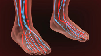 Circulatory System in Feet